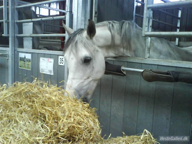 Anden særlig race Figo - Hmm Halm billede 10