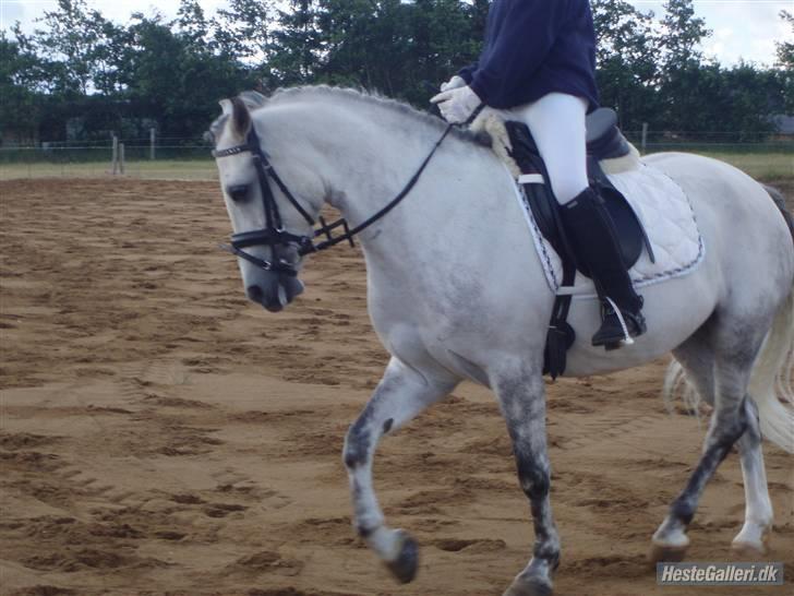 Anden særlig race Figo - mig og sinita opvarmer til stævne billede 12
