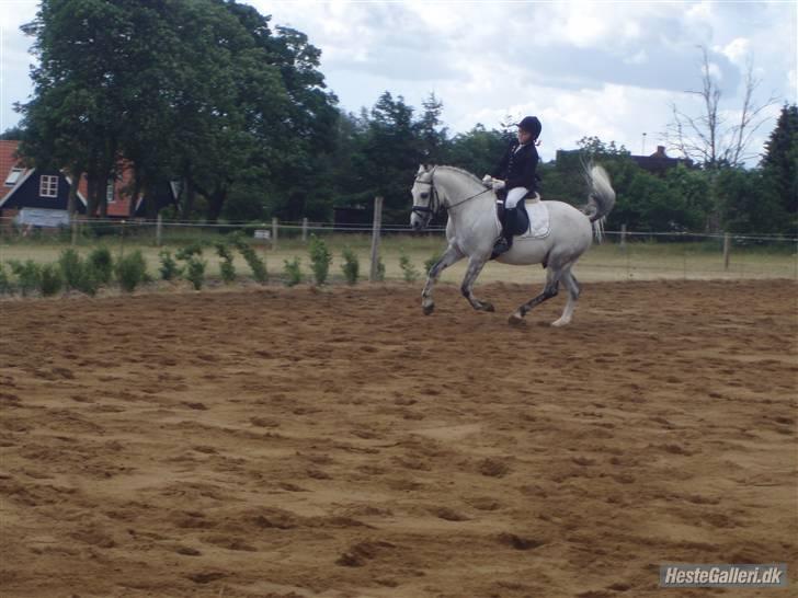 Anden særlig race Figo - I galop lc2 billede 13