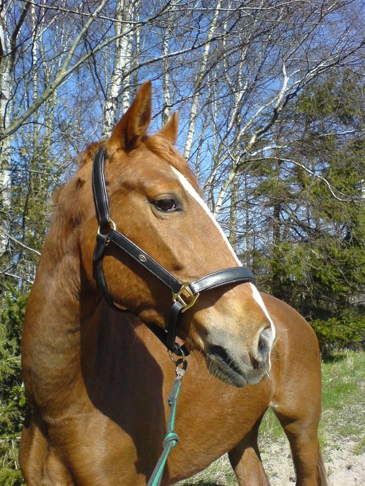 Hollandsk Varmblod Zafira - SOLGT billede 16