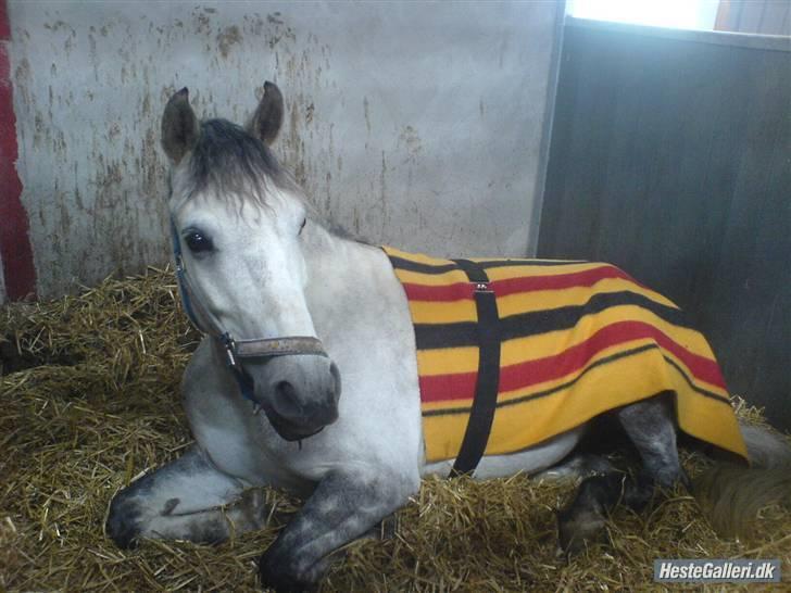 Anden særlig race Figo - Jeg slapper lige lidt af billede 14