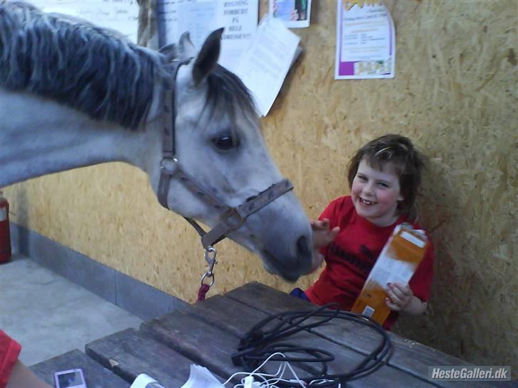 Anden særlig race Figo - må jeg også få nogle kiks? billede 15