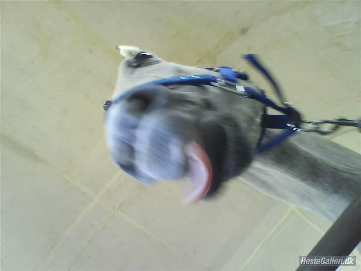 Anden særlig race Figo - Jeg rækker tunge haha  billede 17