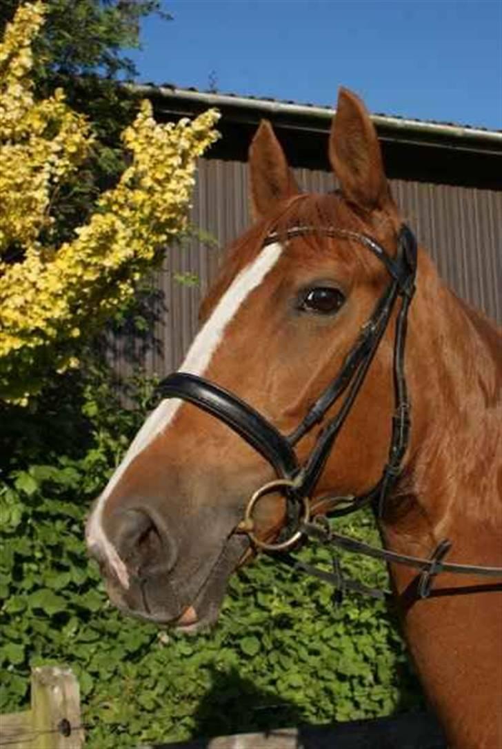 Hollandsk Varmblod Zafira - SOLGT - Smukke billede 17