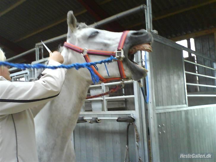 Anden særlig race Figo - Arrh jeg er træt billede 18