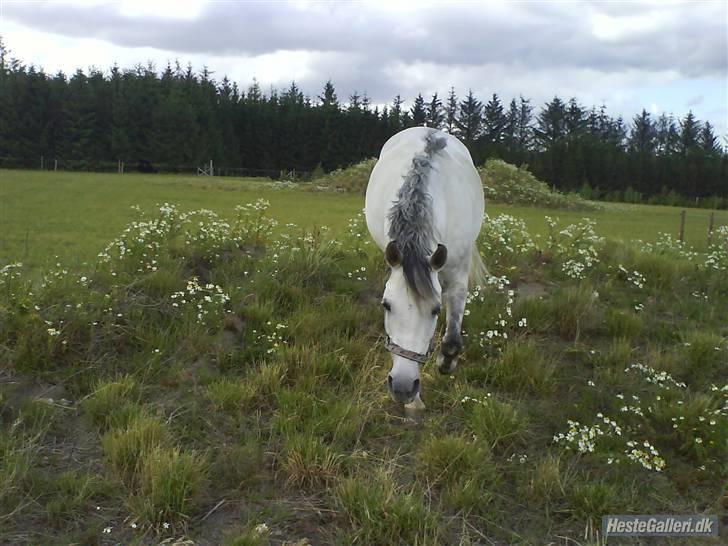 Anden særlig race Figo - Figo bjergged billede 19