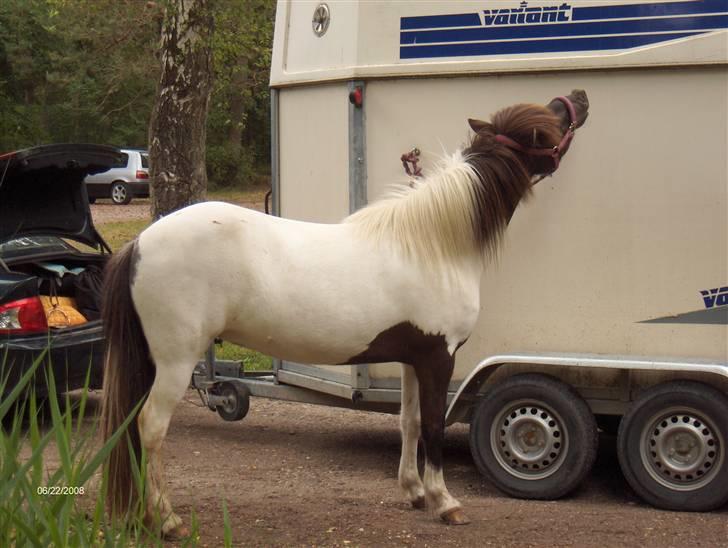 Islænder Hatta fra Rønnekildegaard - det er sjovt at være i skoven. juni 08 billede 17