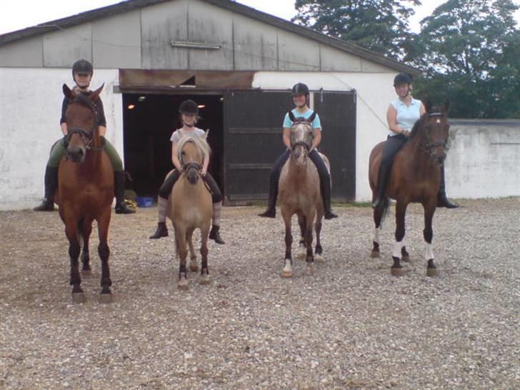 Anden særlig race daisy  - 16)TEAM HRR billede 16