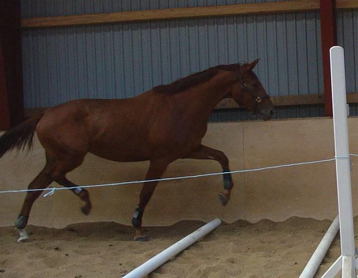 Dansk Varmblod Faith - Faith løs i hallen - træner travbomme - sikke en trav :-D 13. juli 2008 billede 14