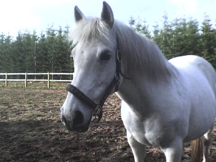 Anden særlig race Musse. R.I.P. *Himmel hest* - oppe på ridebanen og fyrer den af! musse din lille abe xD billede 3