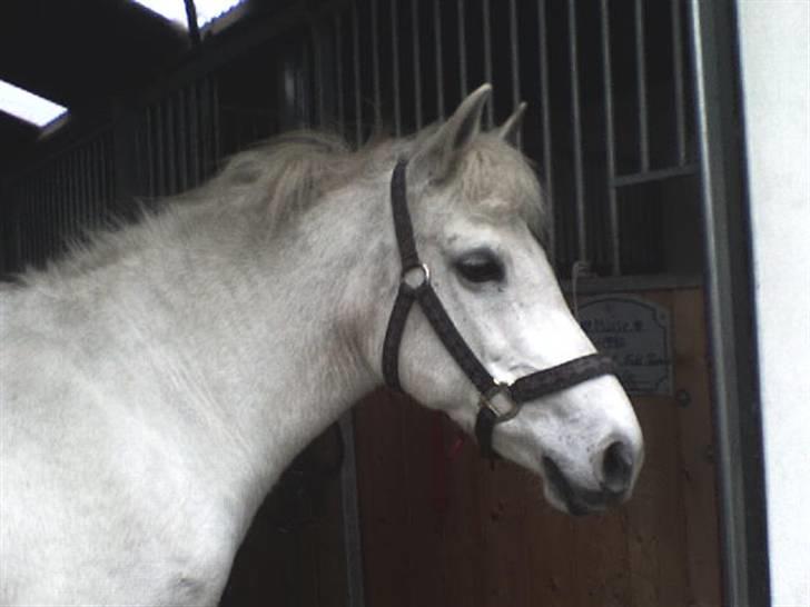 Anden særlig race Musse. R.I.P. *Himmel hest* - er det hingstemanden der kalder? billede 4