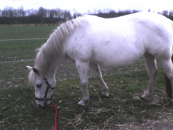 Anden særlig race Musse. R.I.P. *Himmel hest* - nam nam, elsker græs (; MUMS! <3 billede 5