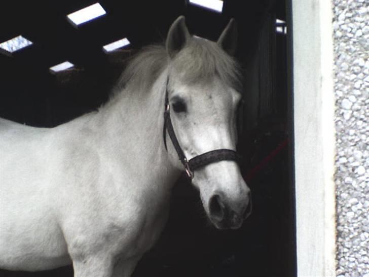 Anden særlig race Musse. R.I.P. *Himmel hest* - Hej mette, står jeg ikke fint? billede 6