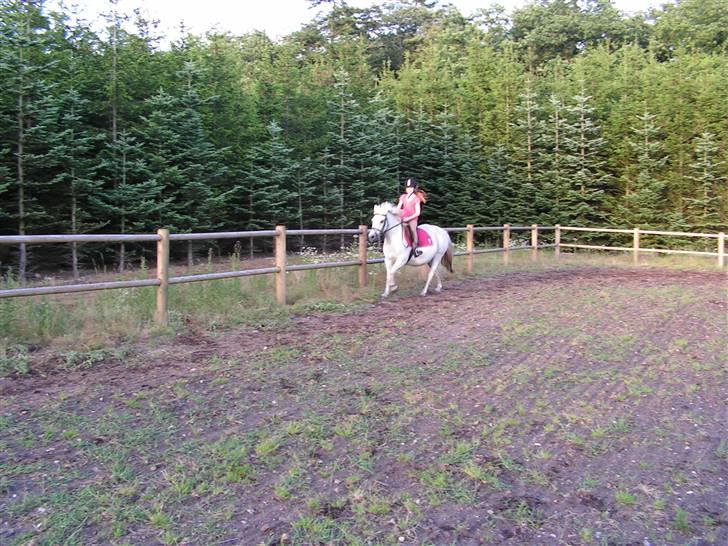 Anden særlig race Musse. R.I.P. *Himmel hest* - Gallop!  billede 8