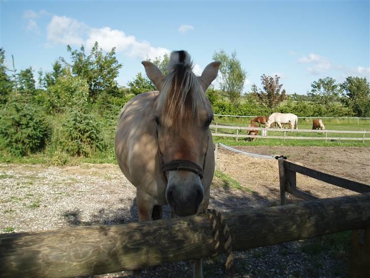 Fjordhest Kaiser <3 *R.I.P* - Kaiser er nu ret smuk. Foto: Mig billede 2