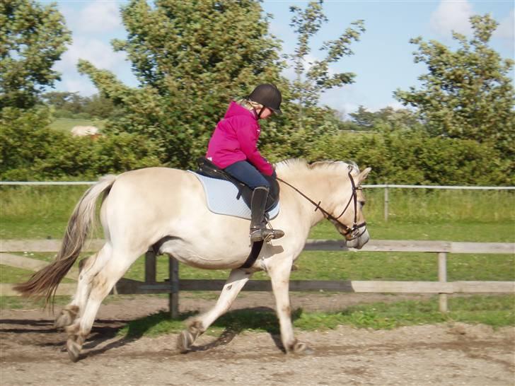 Fjordhest Kaiser <3 *R.I.P* - Galop. Jeg sidder af lort til, og han har ikke så meget træning i galopen. Foto: Mor billede 3