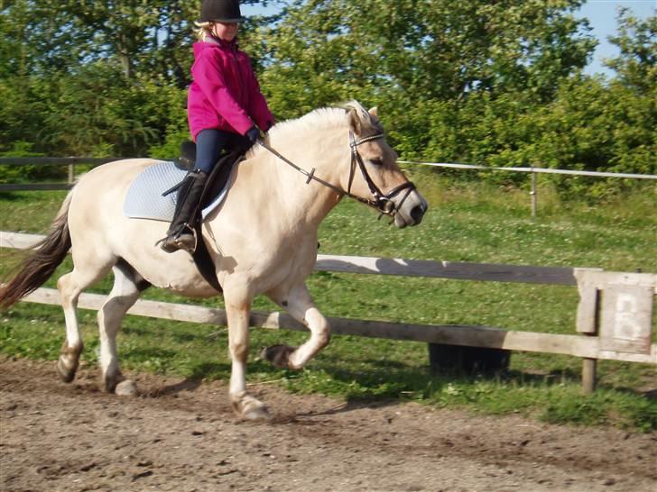 Fjordhest Kaiser <3 *R.I.P* - Trav. Jeg red lige letridning. Foto: Mor billede 4