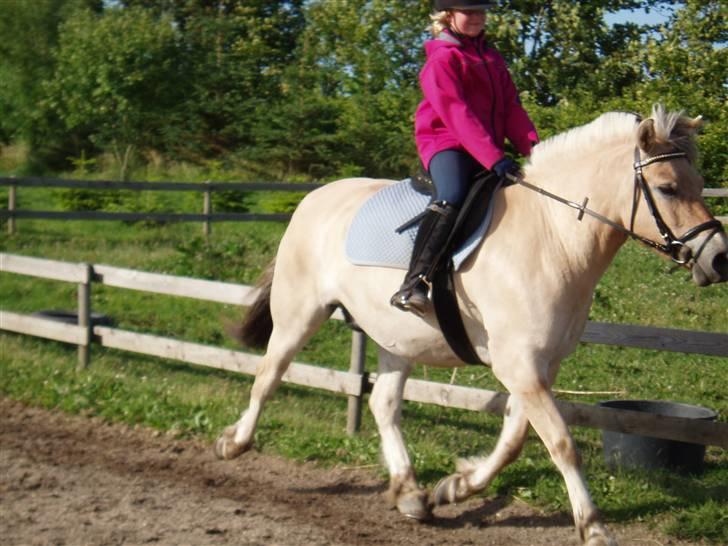 Fjordhest Kaiser <3 *R.I.P* - Floooot dreng. Foto: Mor billede 5