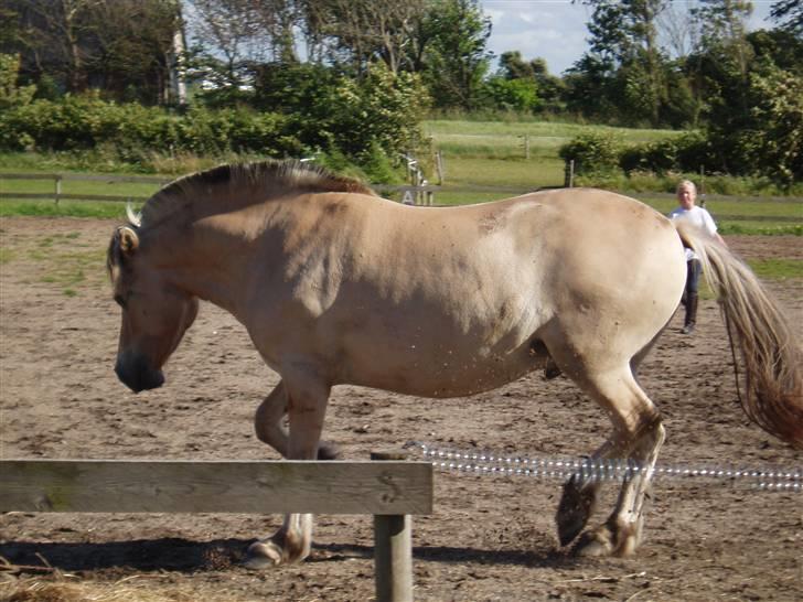 Fjordhest Kaiser <3 *R.I.P* - Han skulle lige krudtes af inden og skulle ride. Foto: Mor billede 6
