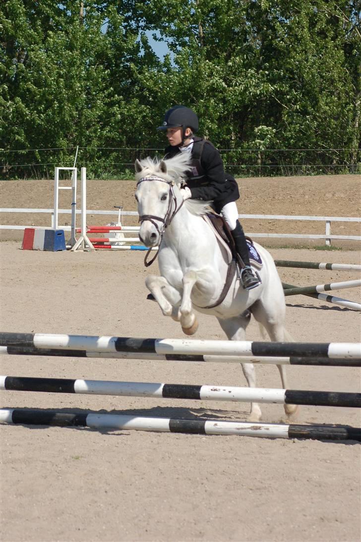 Anden særlig race Pascal billede 6