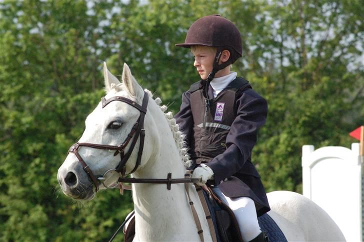 Anden særlig race Pascal billede 8