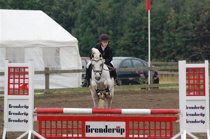 Anden særlig race Pascal billede 9