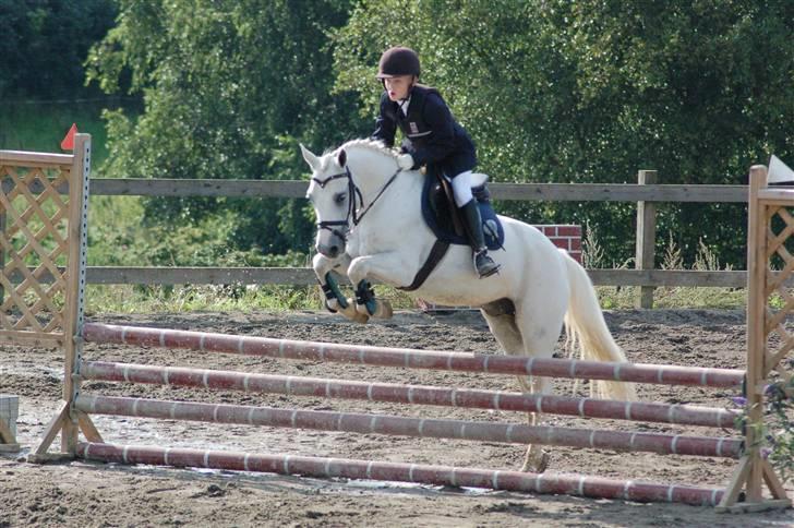 Anden særlig race Pascal billede 10