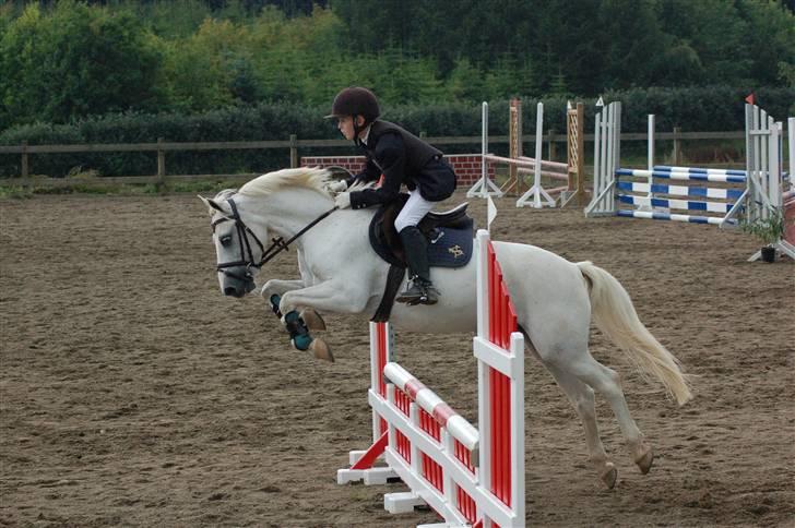 Anden særlig race Pascal billede 11