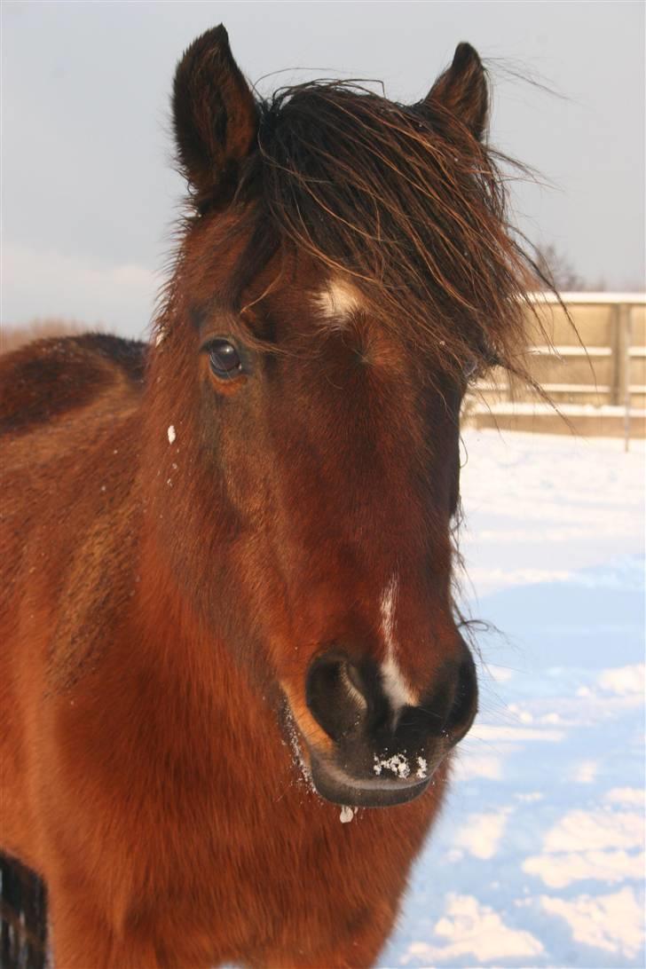 Islænder / araber Siggi fra Højbo - 4. Smukke Siggi i sneen 21 december 09 :D <3 billede 4