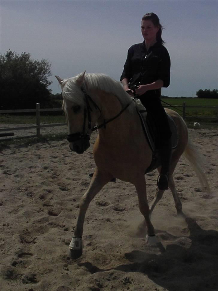 Palomino Lysholt'S Pegasus SOLGT billede 18