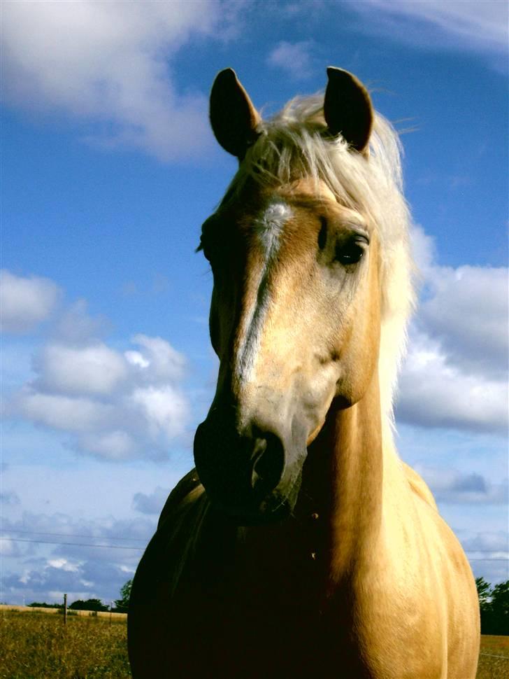 Palomino Lysholt'S Pegasus SOLGT - Model :)<3 billede 20