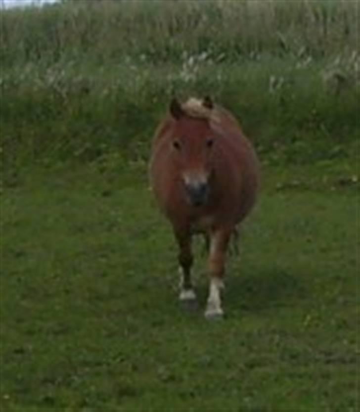 Shetlænder Knud billede 16