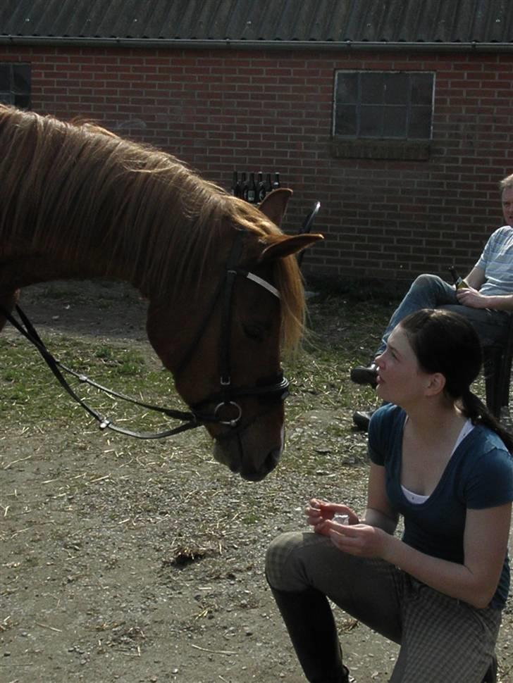 Arabisk fuldblod (OX) Midnight billede 18