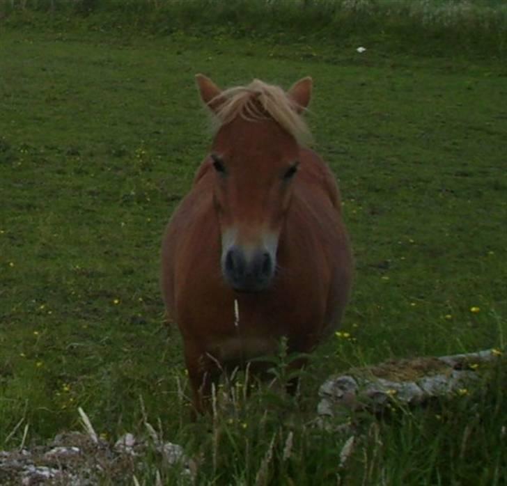 Shetlænder Knud billede 17