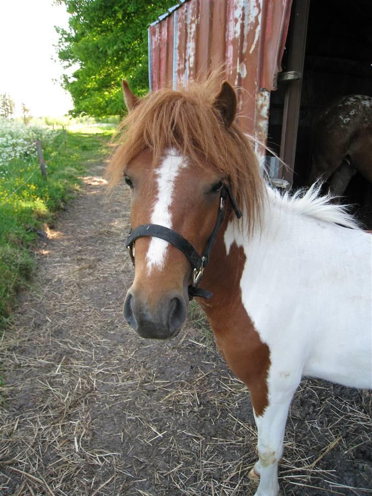 Anden særlig race Ibrahem billede 9