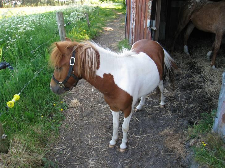 Anden særlig race Ibrahem - Blevet så smuk så smuk, og kun 2 år gammel. billede 10