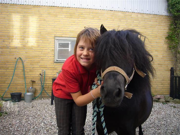 Shetlænder mille billede 2