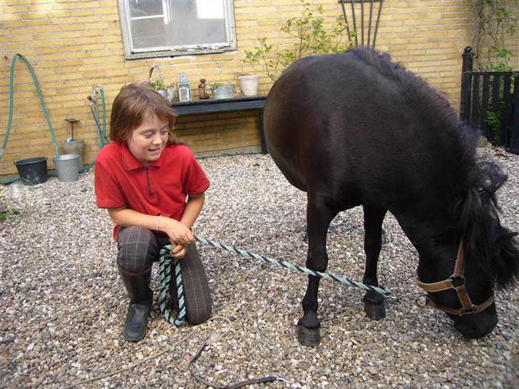 Shetlænder mille billede 3