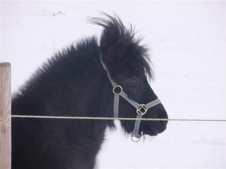 Shetlænder mille billede 4