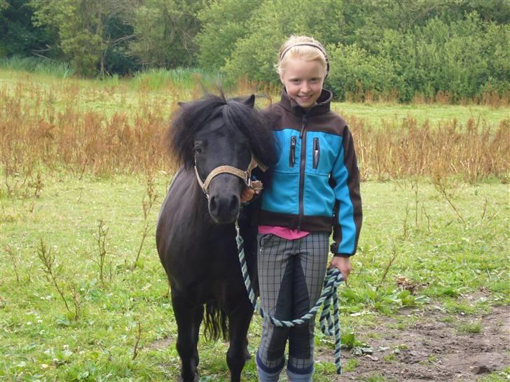 Shetlænder mille billede 5