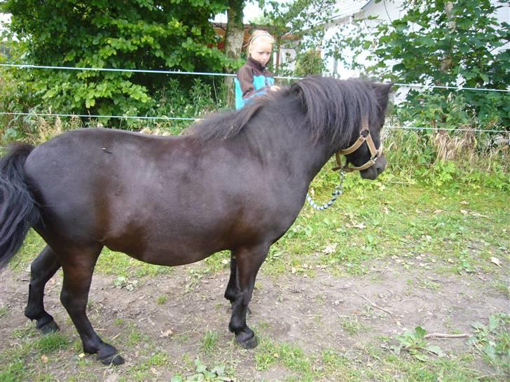 Shetlænder mille - lille mille på fold billede 6