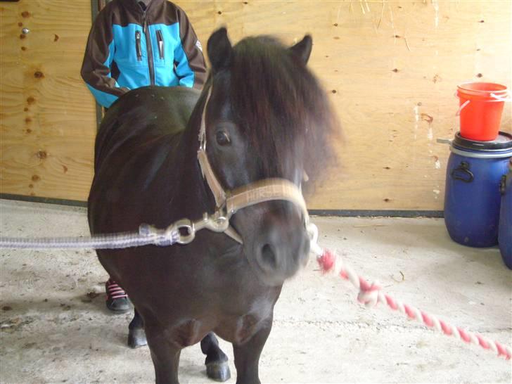 Shetlænder mille billede 7