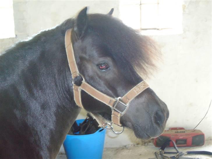 Shetlænder mille billede 8