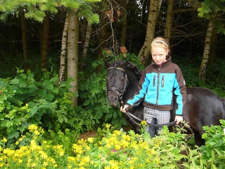 Shetlænder mille billede 9