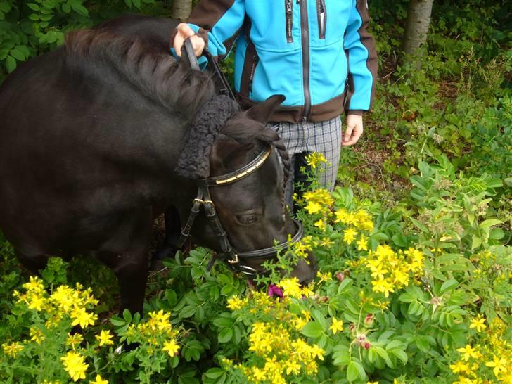 Shetlænder mille billede 10