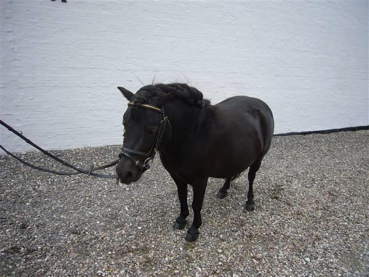 Shetlænder mille billede 11