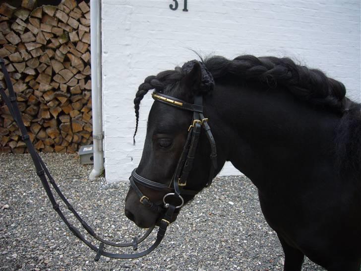 Shetlænder mille billede 12