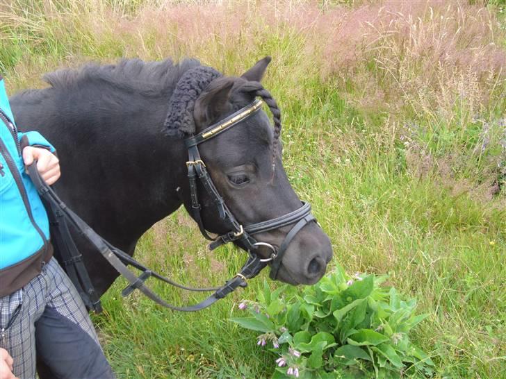 Shetlænder mille billede 14