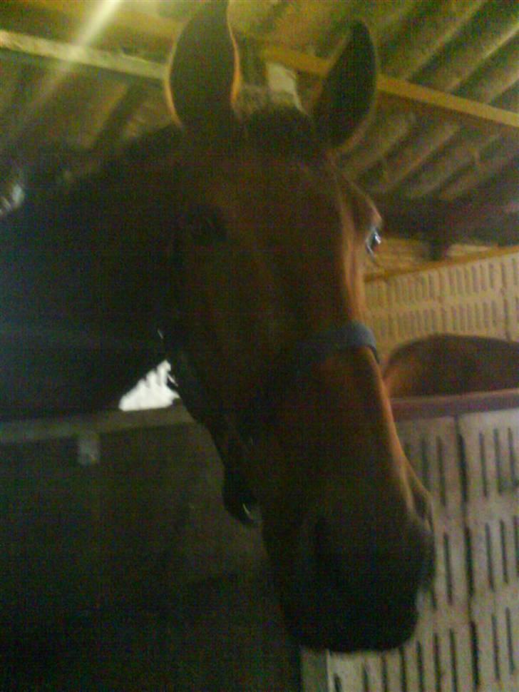 Dansk Varmblod Magnifique [R.I.P] billede 2