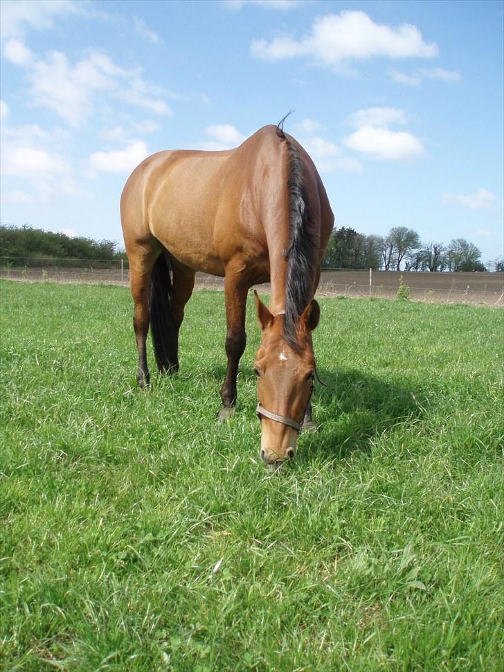 Dansk Varmblod Classy Dame - sommer 2010 billede 6